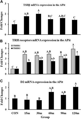 Interaction between the hypothalamo-pituitary-adrenal and thyroid axes during immobilization stress